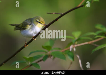 Männliche Holz Laubsänger (Phylloscopus sibilatrix) in Zucht, Frühling, Europa Stockfoto