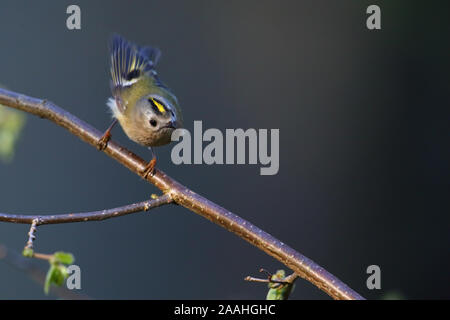 Goldcrest (Regulus in der Brutzeit Regulus), Feder, Europa. Stockfoto