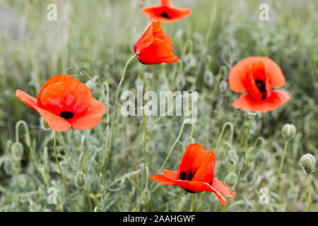 Scarlet Mohnblumen wachsen auf einer Sommerwiese, Nahaufnahme Foto mit selektiven Fokus Stockfoto