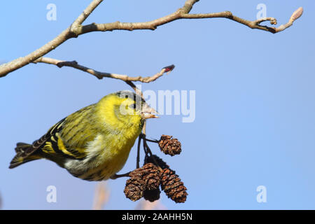 Eurasian siskin (Carduelis spinus) Fütterung auf Erle (Alnus sp) Erlenzapfen. Europa Stockfoto