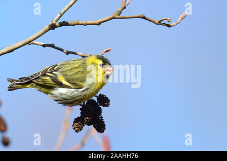 Eurasian siskin (Carduelis spinus) Fütterung auf Erle (Alnus sp) Erlenzapfen. Europa Stockfoto