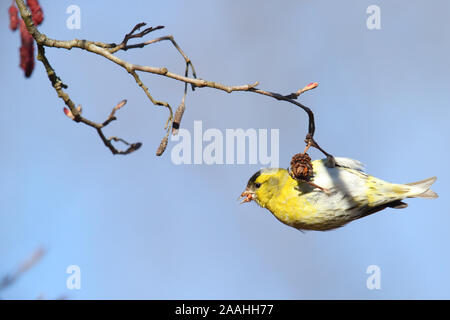 Eurasian siskin (Carduelis spinus) Fütterung auf Erle (Alnus sp) Erlenzapfen. Europa Stockfoto