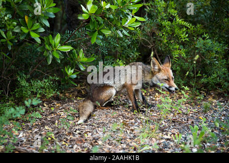 Red Fox in Arrabida. Portugal Stockfoto