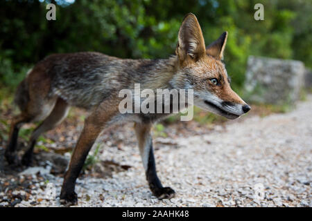 Red Fox in Arrabida. Portugal Stockfoto