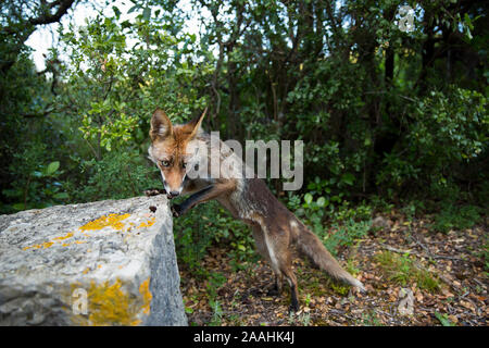 Red Fox in Arrabida. Portugal Stockfoto