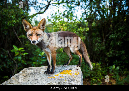 Red Fox über einen Felsen. Arrabida, Portugal Stockfoto