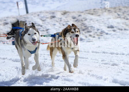 Zwei Hunde an Rennen im Winter, Moos, Schweiz Stockfoto