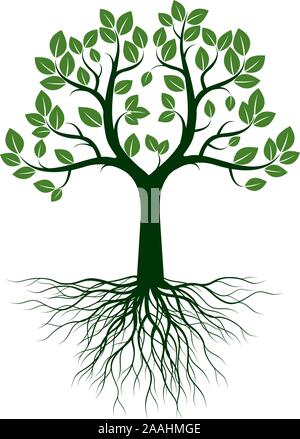 Grüner Baum mit Blättern und Wurzeln. Vektor Kontur Abbildung. Pflanze im Garten. Stock Vektor