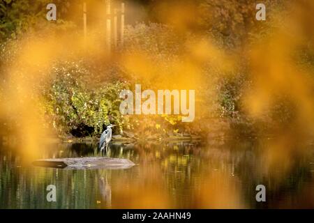 Hannover, Deutschland. 22 Nov, 2019. Ein Graureiher steht auf einer Plattform, die auf dem Teich. Credit: Sina Schuldt/dpa/Alamy leben Nachrichten Stockfoto