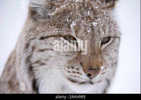 Europäischen Luchs (Lynx lynx), Captive, Polar Park, Norwegen Stockfoto