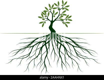 Grüne Oliven Baum mit Blättern und Wurzeln. Vektor Kontur Abbildung. Pflanze im Garten. Stock Vektor