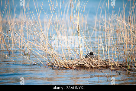 Gemeinsame oder Eurasische Blässhuhn, Fulica atra auf dem Nest auf dem See. Schwarz wasservogelabkommens mit einem weissen Stirn.