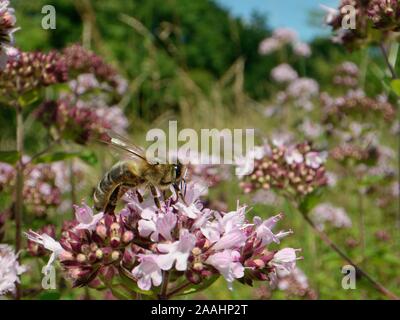 Honigbiene (Apis mellifera) nectaring auf einem wilden Majoran (Origanum vulgare) flowerhead in einem Kreide Grünland Wiese, Wiltshire, UK, Juli. Stockfoto