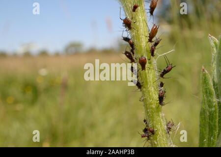 Kolonie der Große flockenblume Blattläuse (Uroleucon jaceae) Fütterung auf größere Flockenblume (Centaurea scabiosa) Stengel, Kreide Grünland Wiese, Wiltshire, UK, Juni. Stockfoto