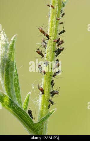 Kolonie der Große flockenblume Blattläuse (Uroleucon jaceae) Fütterung auf größere Flockenblume (Centaurea scabiosa) Stengel, Kreide Grünland Wiese, Wiltshire, UK, Juni. Stockfoto