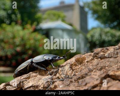 Weniger Hirschkäfer (Dorcus parallelipipedus) männlich stehend auf einem Haufen in einem Garten, Wiltshire, Großbritannien, Juli. Stockfoto