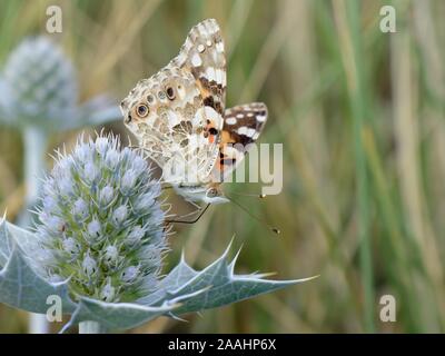 Painted Lady butterfly (Vanessa cardui) nectaring auf Sea Holly Blumen (Eryngium maritimum) in Küstengebieten, Sanddünen, das Gower, Wales, UK, August. Stockfoto