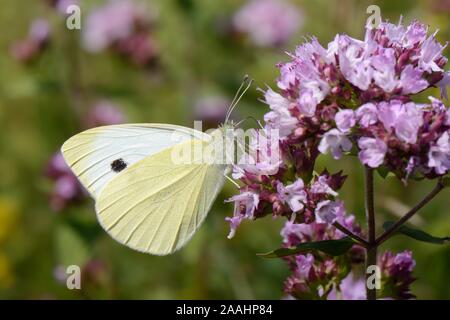 Kleine weiße Falter (Pieris rapae) nectaring auf wilden Majoran Blumen in einer Kreide Grünland Wiese, Wiltshire, Großbritannien, Juli (Origanum vulgare). Stockfoto