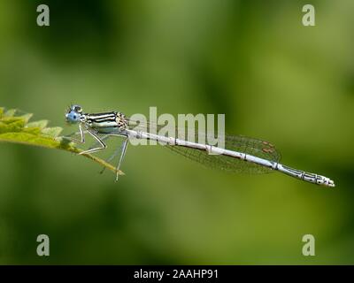 Weiß-legged damselfly (Platycnemis pennipes) Sonnen auf einem nesselblatt in Riverside Sumpfland, Wiltshire, UK, Juli. Stockfoto