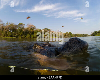 Jacare Kaimane (Caiman yacare) in Rio Claro, Pantanal, Mato Grosso, Brasilien Stockfoto