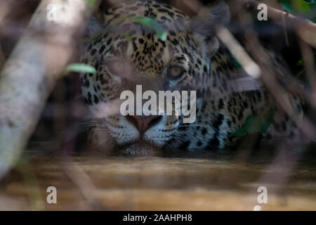 Jaguar (Panthera onca) verstecken und warten auf Beute, Pantanal, Mato Grosso, Brasilien Stockfoto