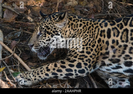 Jaguar (Panthera onca) liegend, Pantanal, Mato Grosso, Brasilien Stockfoto