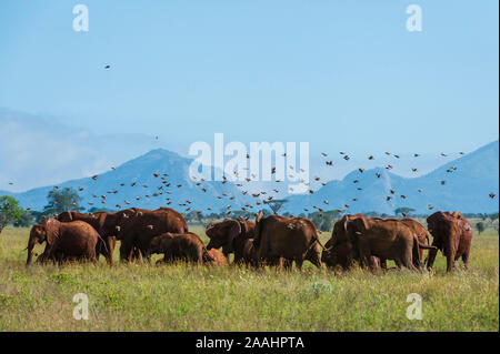 Gelbstirn-blatthühnchen Stare, Creatophora cinerea, fliegt über afrikanische Elefanten, Loxodonta africana, Voi, Tsavo, Kenia Stockfoto