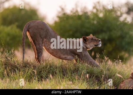 Löwin, Panthera leo, Stretching, Voi, Tsavo, Kenia Stockfoto