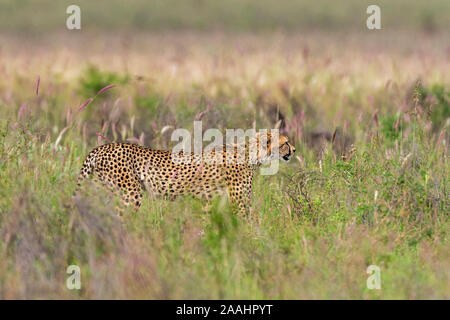 Cheetah, Acynonix Jubatus wandern im hohen Gras savannah Voi, Tsavo, Kenia Stockfoto