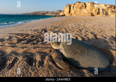 Grüne Schildkröte am Strand auf dem Weg zurück zum Meer, Ras Al Jinz, Oman Stockfoto