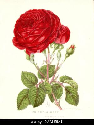 Prinz Albert, (Bourbon Rose) chromolithograph Pflanze Portrait von W Dickes, London ca. 1845 Stockfoto