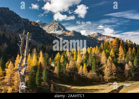 Szenische Ansicht vom Österreichischen pass auf massiven Bergkette der Alpen im Herbst gefärbten Lärchen von Gelb, Orange und Grün umgeben. Stockfoto