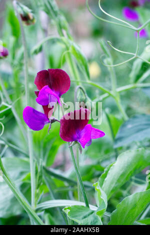 Lathyrus Odoratus Matucana - Sweet pea Matucana - Juli Stockfoto