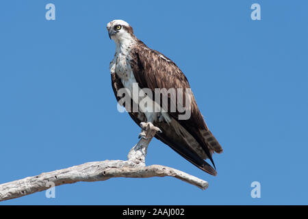 Ein Fischadler mit Blick auf den Fluss in Florida Stockfoto