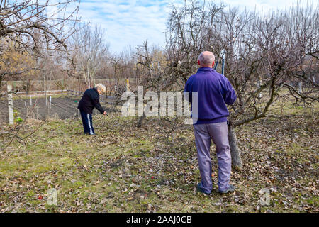 Älterer Mann und Frau sind die Beschneidung Zweige von Obstbäumen im Obstgarten mit astscheren im frühen Frühling. Stockfoto