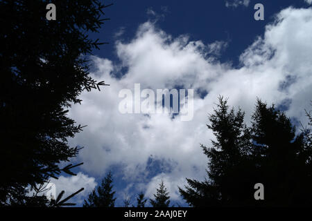 Hohe immergrüne Pinien gegen einen dunklen blauen Himmel mit flauschigen weissen Wolken Stockfoto