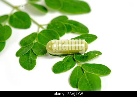 Moringa Blätter und Kapseln Stockfoto