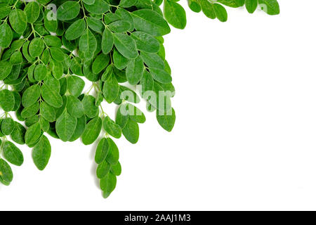 Moringa Blätter Stockfoto