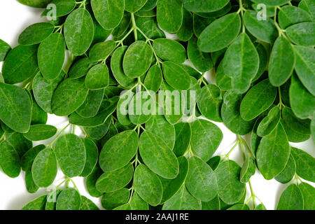 Moringa Blätter Stockfoto