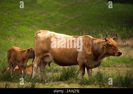 Kühe im Feld Stockfoto