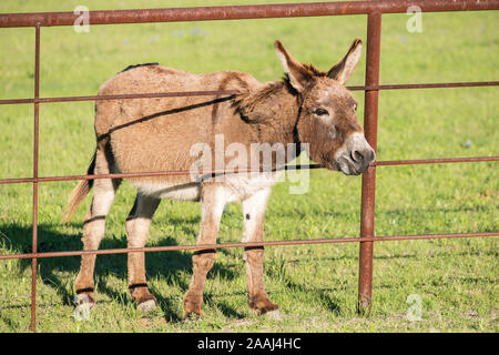 Miniaturausgabe Esel auf einem Texas Ranch im Frühjahr. Stockfoto