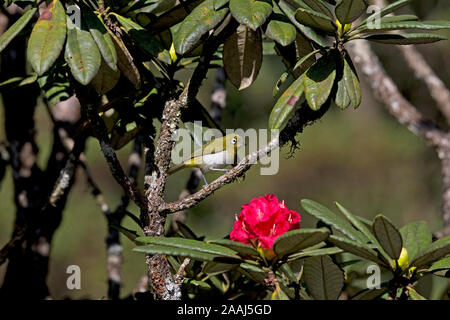 Sri Lanka (Convolvulus Ceylonensis) Stockfoto