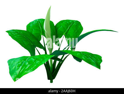 3D-Rendering eines Italienischen arum Blumen auf weißem Hintergrund Stockfoto