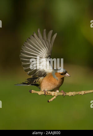 Buchfink (Fringilla coelebs), männlich Landung auf einem Zweig, Dumfries, Schottland SW Stockfoto