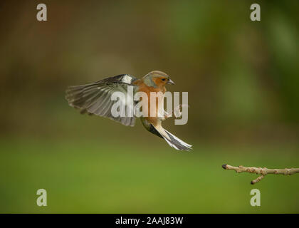 Buchfink (Fringilla coelebs), männlich Landung auf einem Zweig, Dumfries, Schottland SW Stockfoto