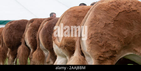 Line-up von Limousin Rinder bei der Great Yorkshire Show 2019 beurteilt werden Stockfoto