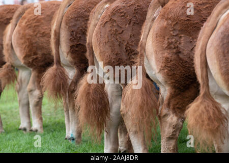 Line-up von Limousin Rinder bei der Great Yorkshire Show 2019 beurteilt werden Stockfoto