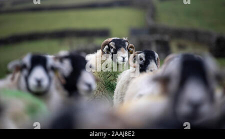 Swaledale ram mit Schafherde im Herbst, "Tupping Zeit", wo er rund 50 Frauen dienen wird. North Yorkshire, UK. Stockfoto