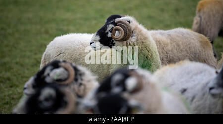 Swaledale ram mit Schafherde im Herbst, "Tupping Zeit", wo er rund 50 Frauen dienen wird. North Yorkshire, UK. Stockfoto