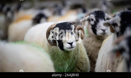 Swaledale ram mit Schafherde im Herbst, "Tupping Zeit", wo er rund 50 Frauen dienen wird. North Yorkshire, UK. Stockfoto